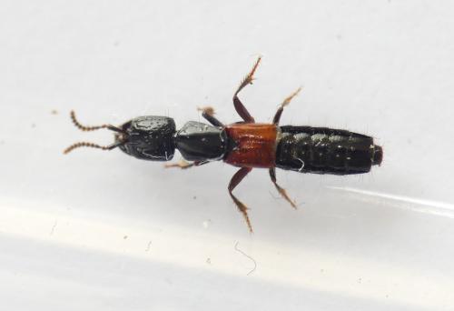 Gauropterus fulgidus